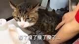 主人帮猫咪洗澡，不停的说它胖，猫咪听了很生气
