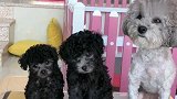 女主人教泰迪宝宝学狗叫，泰迪宝宝怎么不见了呢