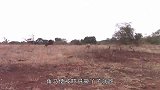 鳄鱼死死咬住角马尾巴，角马拼死爬上岸，求生欲实在太强大了