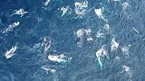 澳大利亚：场面相当“鲸”叹！100多头座头鲸集体出动干饭
