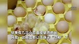 “秋老虎”有多猛！鸡蛋运输中直接孵出崽，网友：“毛蛋”过期了