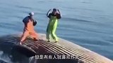老外在鲸鱼尸体上跳舞，一开始很帅，两分钟后意外发生了