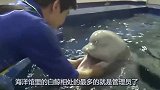 白鲸一看到管理员来了，立马探出脑袋朝管理员喷水，场面十分滑稽