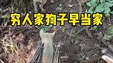穷人家的孩子早当家，就连狗子也不例外