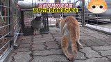 断腿的流浪猫去营救被困的朋友