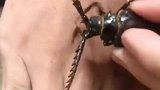 小伙真是个狠人，竟然把蝎子玩弄手掌之间，这是个高手！