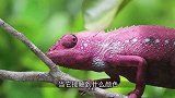 变色龙狙击蜗牛，表情“猥琐”瞄准大半天，下一秒憋住别笑！
