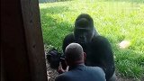大叔帮大猩猩拍照，大猩猩看着手机里的自己好像不太满意呀
