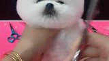 狗狗大变装，结局真的亮眼睛