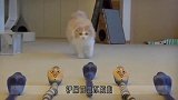 5条“眼镜蛇”来吓猫，大胆猫咪秒怂看玩憋住不要笑！