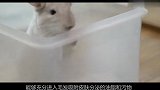 萌宠揭秘：龙猫洗澡为什么从来不用水？