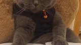 猫：铲屎的放过我好不好，我不是学习的料！