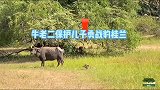 牛老二保护儿子大战豹桂兰