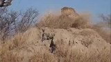 花豹上演了一场守株待兔，可惜疣猪相当谨慎啊