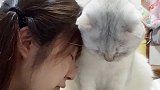 当你伤心时靠在你家猫身上，猫咪我不用抬头很高，我的小骑士会为