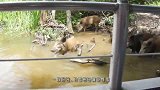 游客为看鳄鱼吃野猪，用面包诱拐野猪到河里，最后成这样