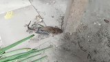 农村趣事多，小伙用炮炸老鼠，老鼠演技比还好