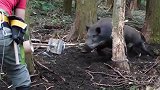 野猪泛滥，人们布置“天罗地网”，将野猪一网打尽！