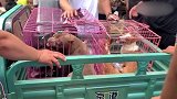 狗市：没有繁殖能力的血统狗，便宜甩卖无人问津，狗狗悲痛欲绝！