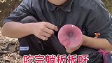 云南 土味山歌 提醒 吃野生菌 需谨慎！