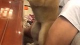 妈！救我！救我！萌宠出道计划