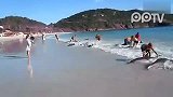 旅游焦点-20120312-30条海豚同时搁浅，岸边人群奋力相救