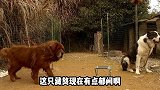 藏獒被中亚猎狼犬和德牧欺负之后，在拉布拉多犬身上找回了自信