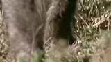 动物世界：母羚羊大战狒狒保护幼崽