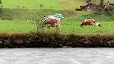 瑞士牛的生活日常
