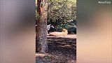 澳大利亚：一只狗子穿过动物园围栏到猎豹面前吠叫