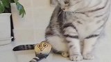 小猫咪遇见眼镜蛇，秒怂的样子，你见过吗