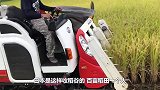 日本是这样收稻谷的，百亩稻田一个人，大米装袋拉链一拉就装车