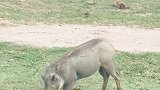 非洲草原上，一只不一样的野猪——【会双腿跪着吃草】！！！就像见到食物时的我……………