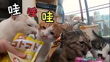 太可怕了！为了抢吃大猫条咕噜酱，猫子们都能直立行走了馋猫