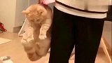 橘猫赶紧放开我，不然我就用佛上无影脚踢你