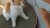 猫咪来我家的第十天，抓咬挠扣无所不用其及，脾气暴躁，喜欢骂人