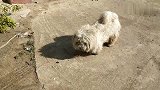 被遗弃的宠物狗，到处流浪觅食，喂了吃的后，真不好意思