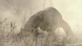 动物世界：凶猛的科莫多龙,是怎么捕猎一只巨大的非洲水牛的！
