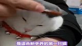 你家的英短是这样的吗