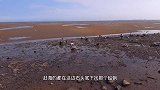 休渔期大洋赶海抓竹蛏，沙滩上好多沙蟹球球，找到灯塔就是岸边