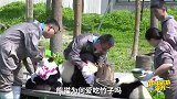 大熊猫力大无穷，堪称食物链顶端生物，为何选择了吃竹子？