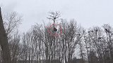 比利时：一棕熊爬上近20米高树枝掏鸟窝，后因摇晃坠落
