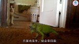 猫与蜥蜴的第一次不愉快见面，猫这是什么东西吓死朕了
