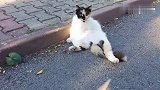 猫咪你一个人做在大马路上干啥呢