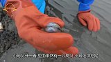 日本小哥去海边赶海，用小叉子在沙子里挖出扇贝，制作美食！