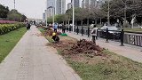 广州市大规模迁移砍伐城市树木，市委副书记等10人被问责