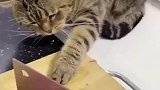 猫咪欲拿菜板上的肉，被铲屎官用刀制止