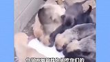 跟狗扳手腕