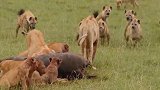 鬣狗大战狮子，群殴战术胜利了