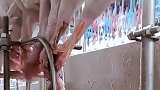 鸡头原来是这样生薅下来的啊